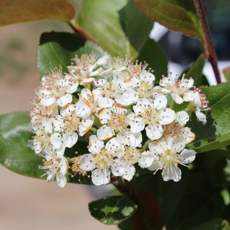 Aronia mitschurinii Amit-Jardins du Monde.be