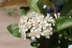 Aronia mitschurinii Amit-Jardins du Monde.be