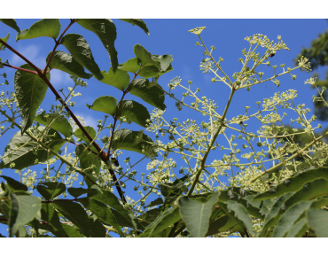 Honey Tree - Tetradium Daniellii