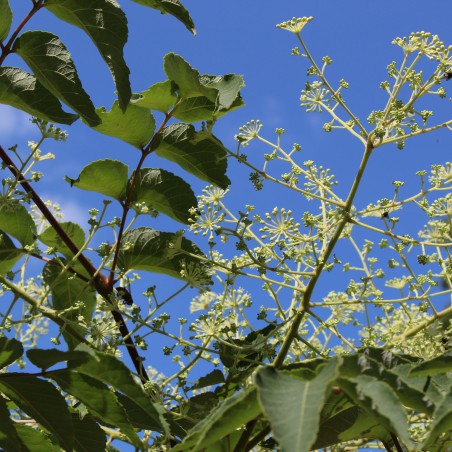 Bienenbaum - Tetradium Daniellii