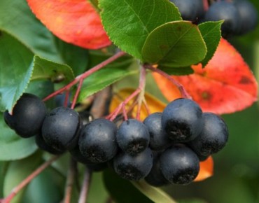 Black chokeberry Amit