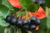 Aronia mitschurinii Amit-Jardins du Monde.be