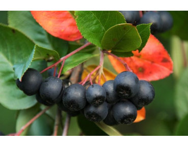 Appelbes Nero - Aronia prunifolia Nero