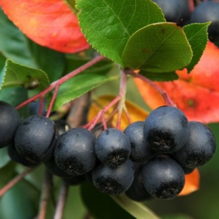 Purple chokeberry Nero - Aronia prunifolia Nero