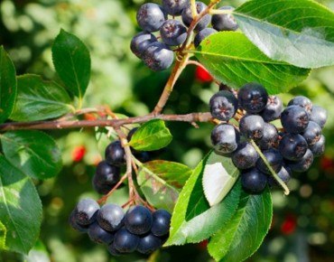Purple chokeberry Nero