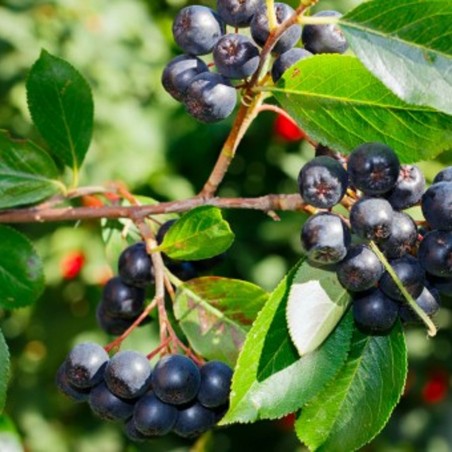 Appelbes Nero - Aronia prunifolia Nero