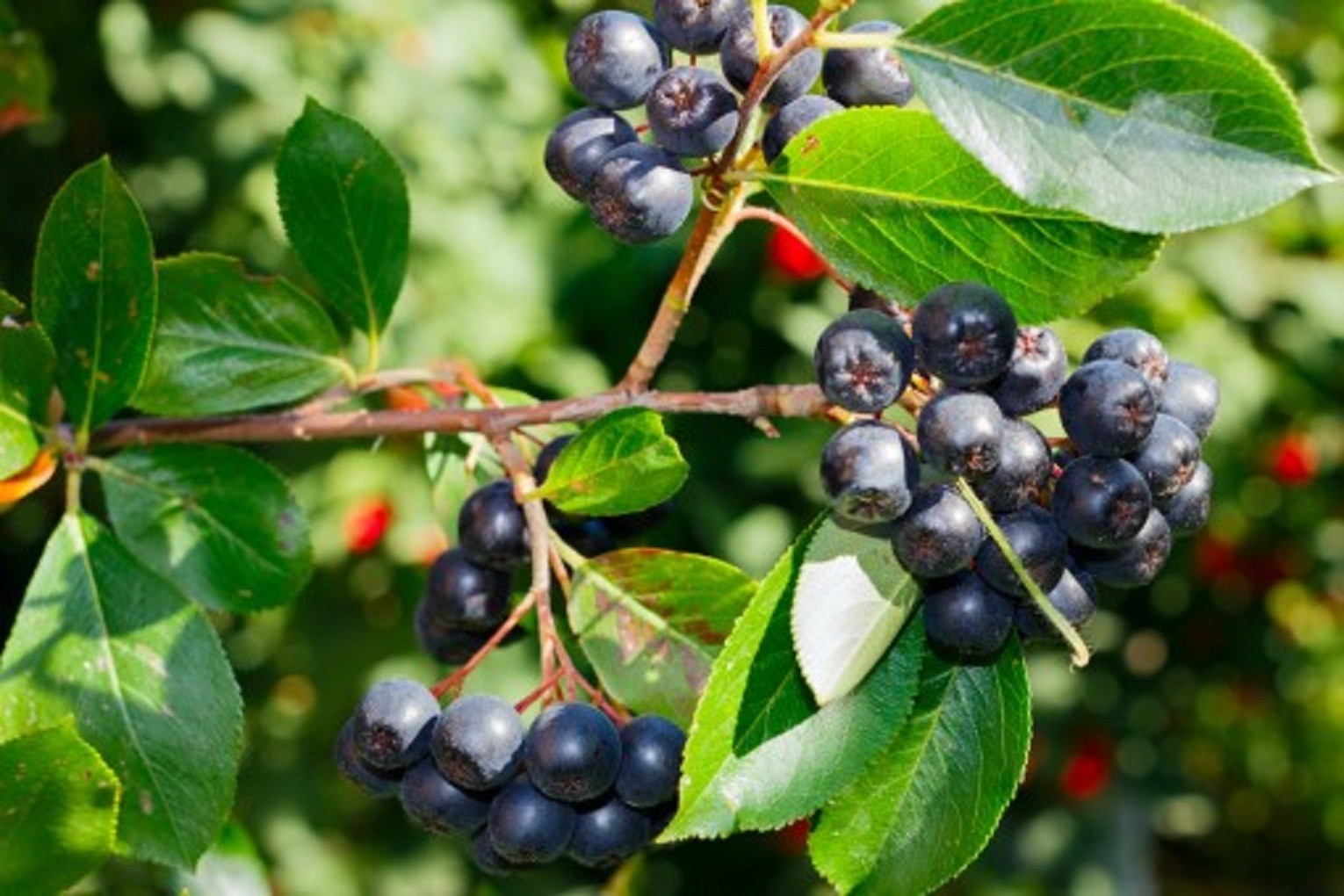 Aronie pourpre à gros fruits Nero