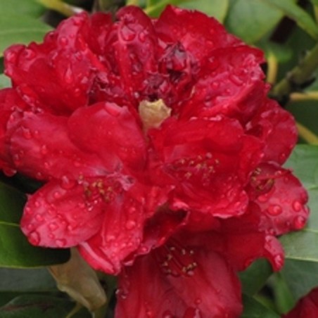 Rhododendron Lisetta