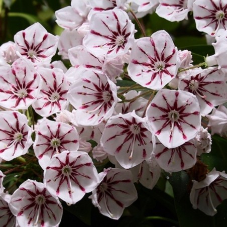 Peppermint Mountain laurel - Kalmia latifolia Peppermint