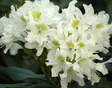Rhododendron Cunningham's...