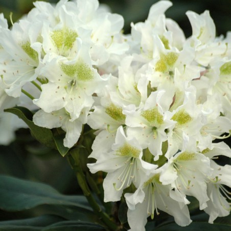 Rhodo Cunningham's White-Rhododendron hybride Cunningham's White