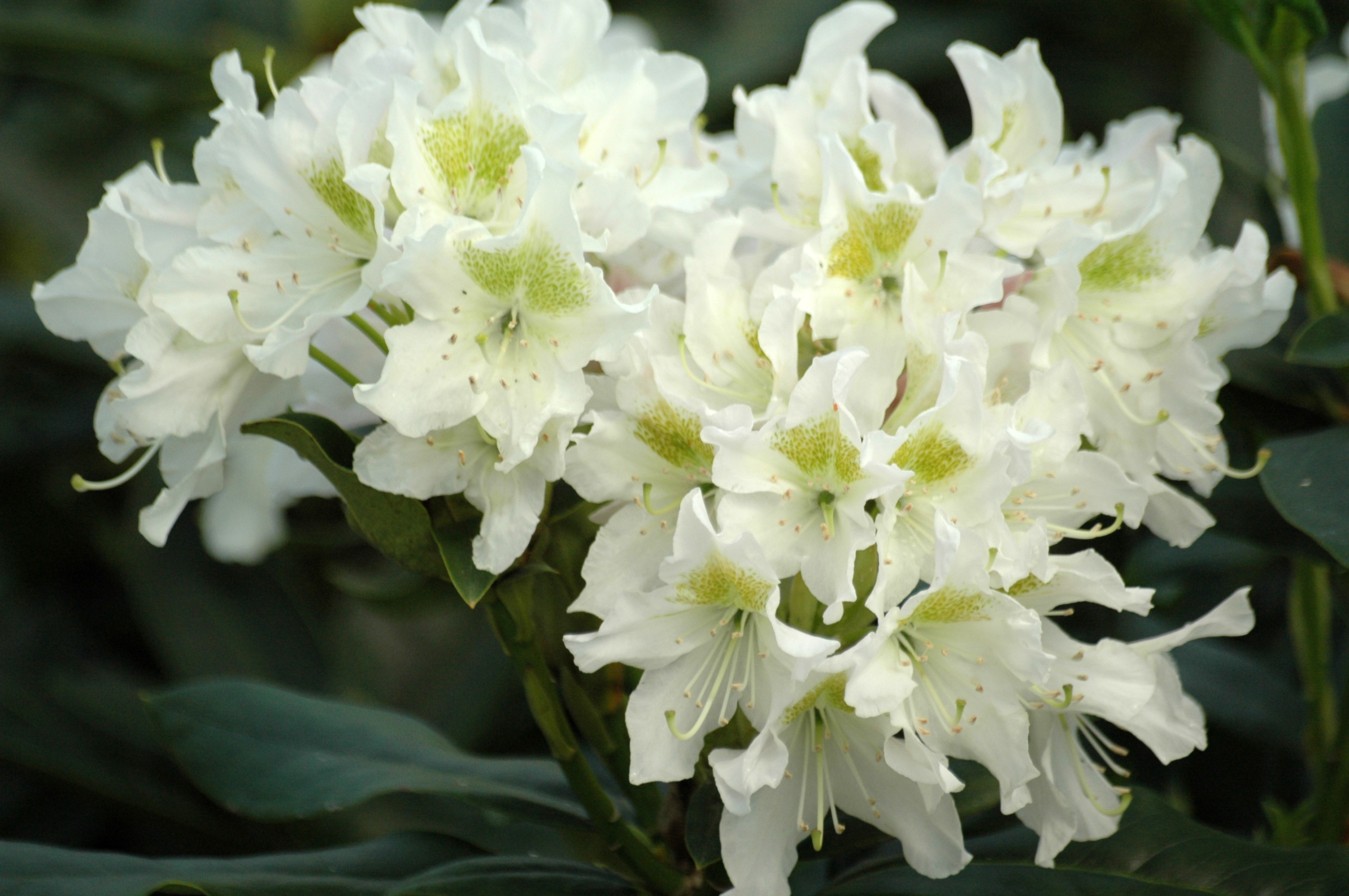 Rhododendron Cunningham's White