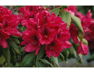 Rhododendron Lord Roberts - Rhododendron hybride Lord Roberts