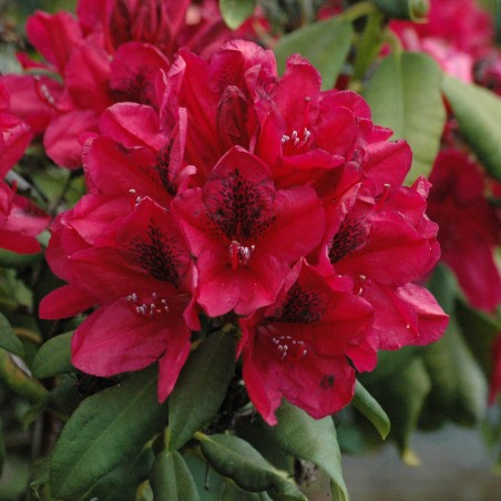Rhododendron Lord Roberts - Rhododendron hybride Lord Roberts