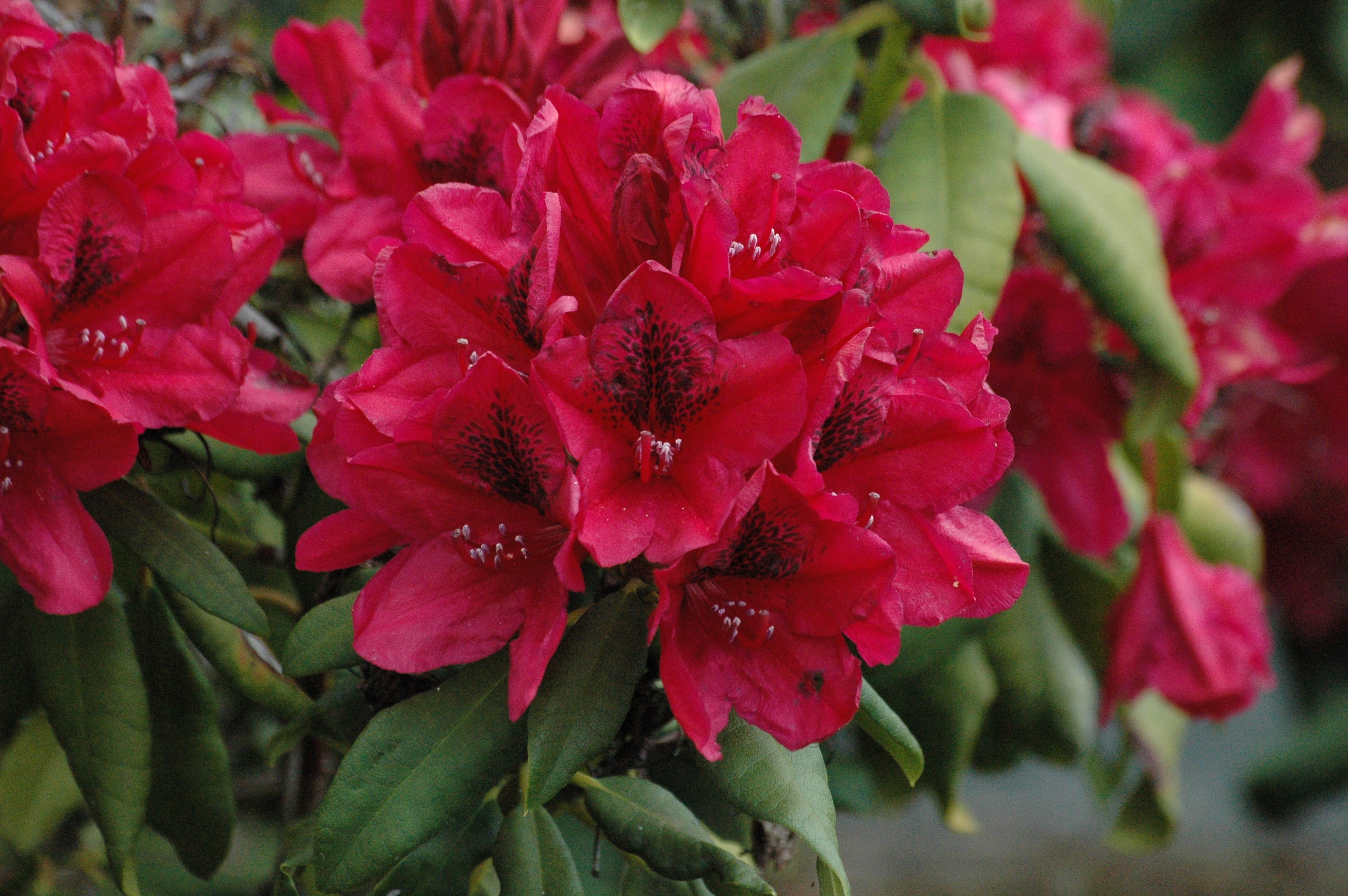 Rhododendron Lord Roberts