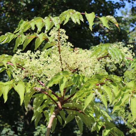 Arbre à miel (en pot de 10 litres) - Tetradium Daniellii