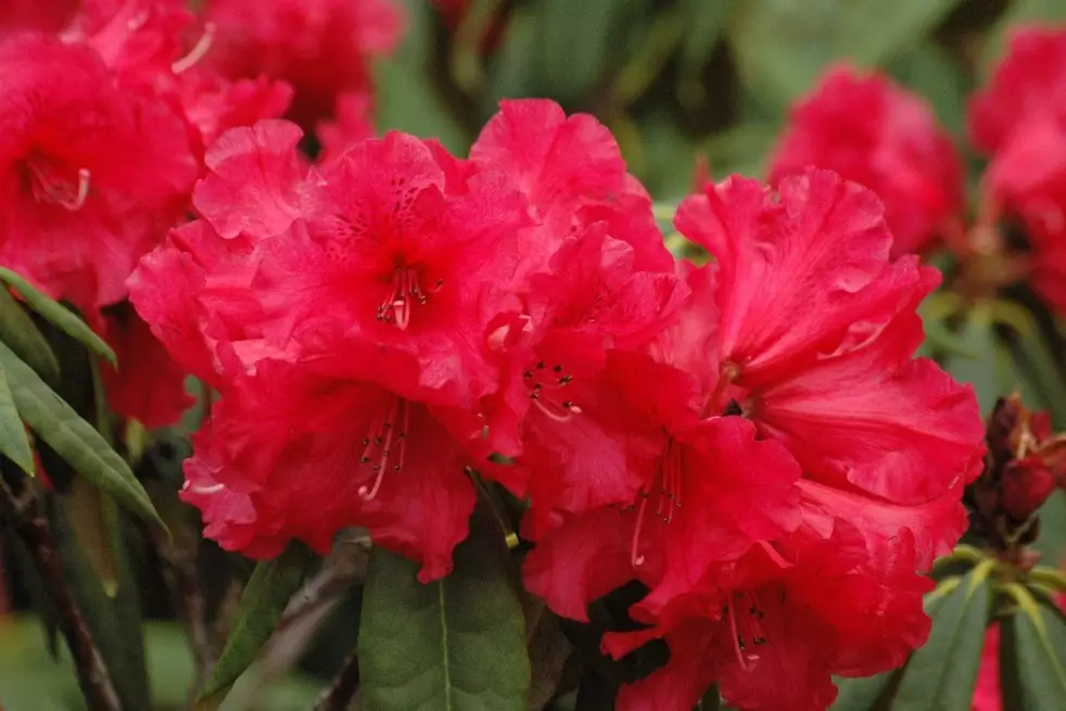 Rhododendron Taurus
