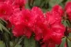 Rhododendron Taurus