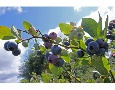 Vaccinium corymbosum Duke