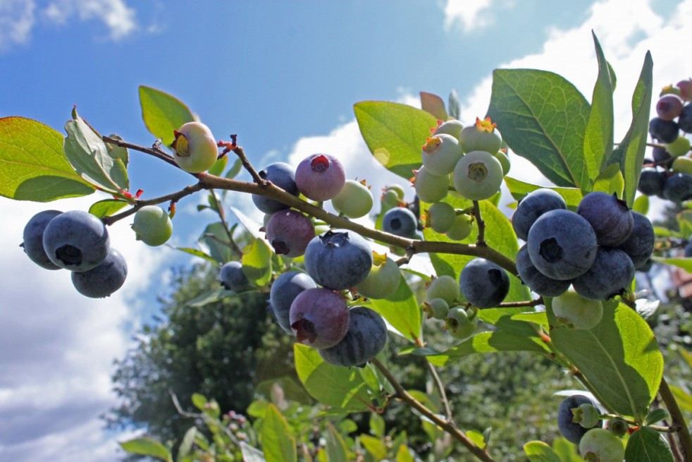 Vaccinium corymbosum Duke