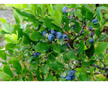 Vaccinium corymbosum Duke
