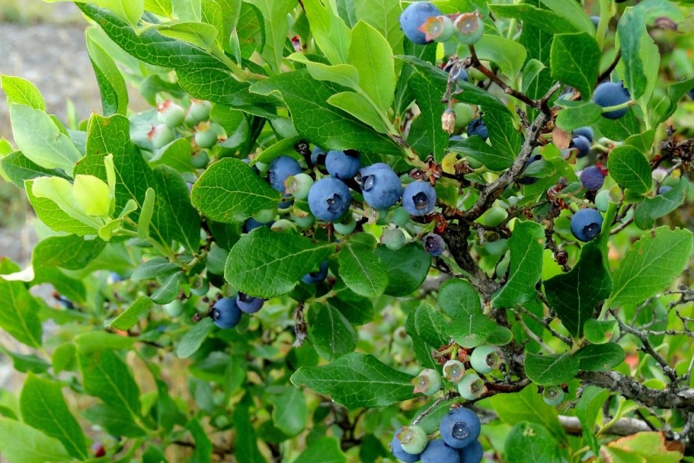 Vaccinium corymbosum Duke