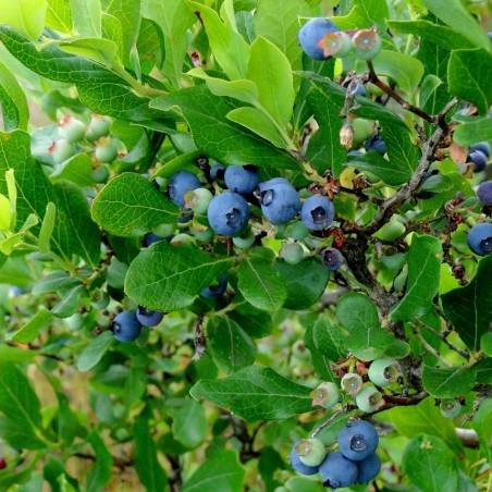 Vaccinium corymbosum Duke