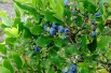 Vaccinium corymbosum Duke