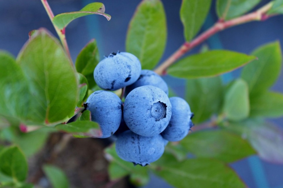 Vaccinium corymbosum Elliott