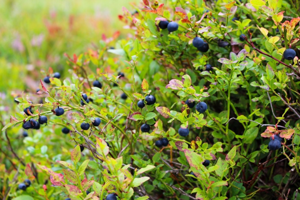 Vaccinium corymbosum Elliott