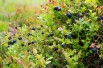 Vaccinium corymbosum Elliott