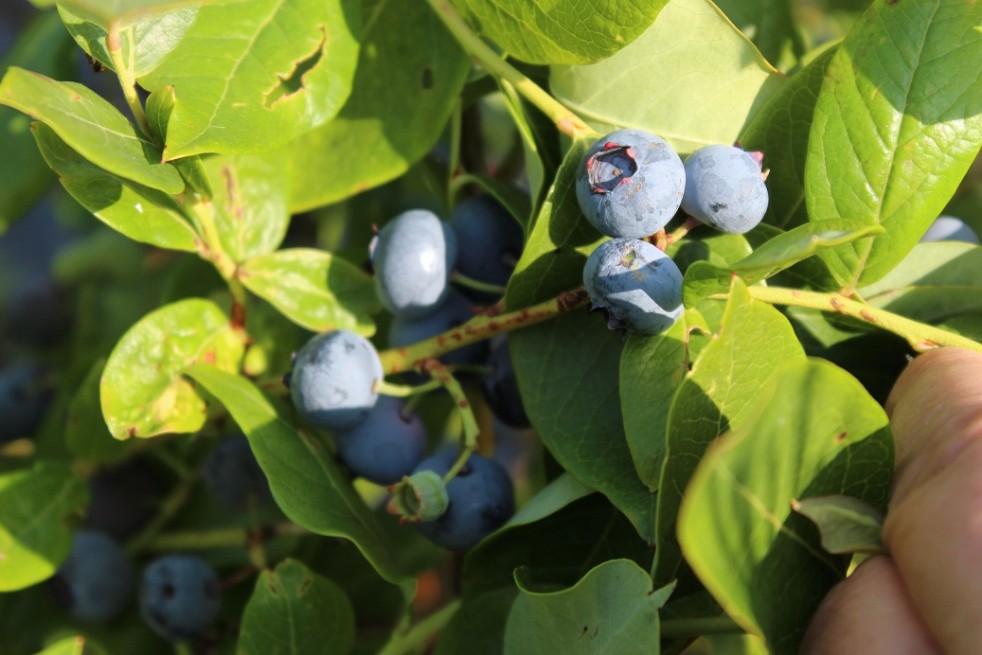 Vaccinium corymbosum Elliott