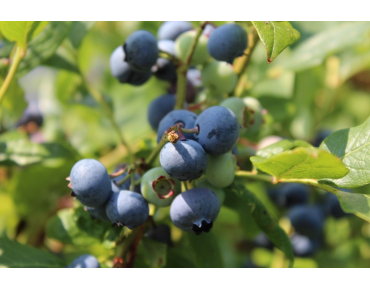 Vaccinium corymbosum Spartan