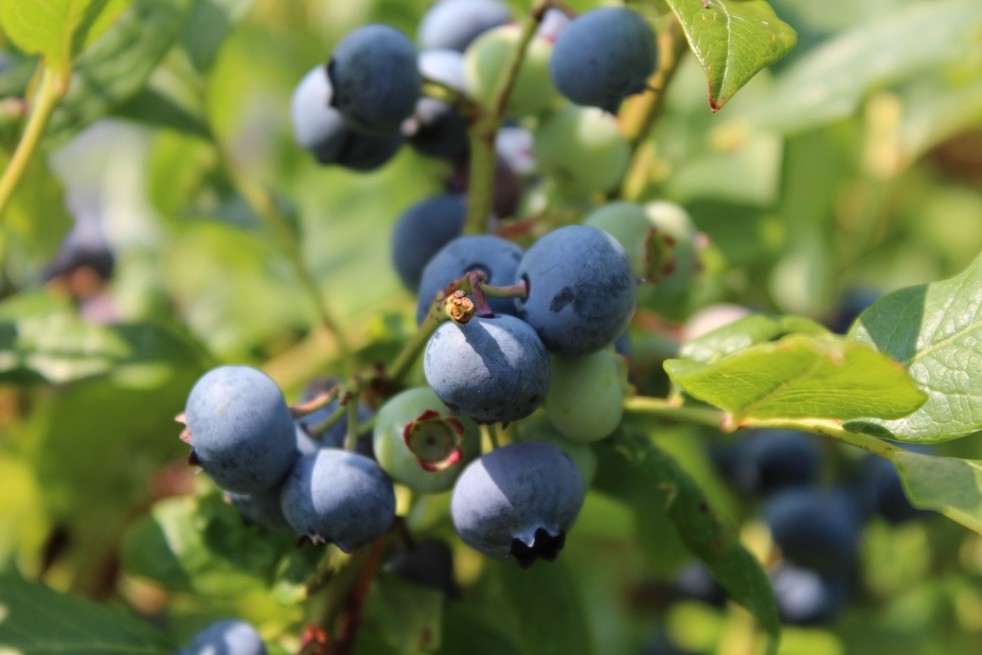 Vaccinium corymbosum Spartan