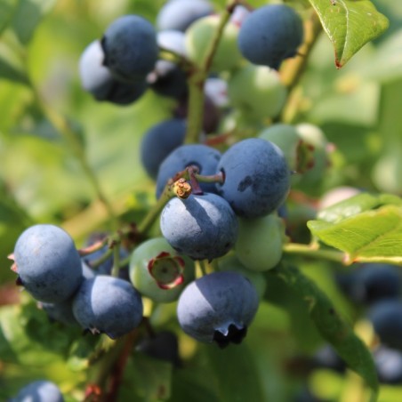 Vaccinium corymbosum Spartan