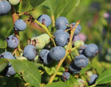 Vaccinium corymbosum Spartan