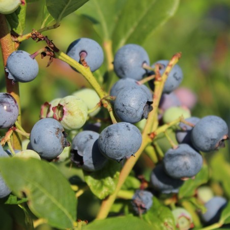 Vaccinium corymbosum Spartan