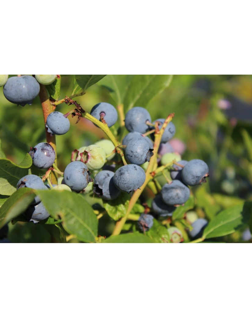 Heidelbeere Spartan Vaccinium corymbosum Spartan