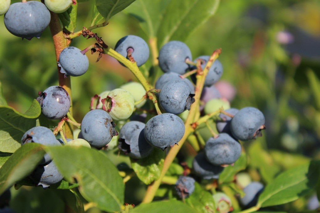 Blueberry Spartan