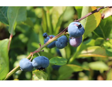Vaccinium corymbosum Spartan