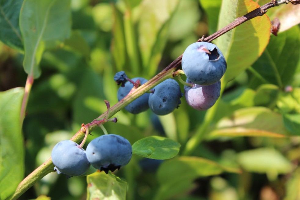 Vaccinium corymbosum Spartan