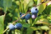 Vaccinium corymbosum Spartan