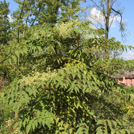 Bienenbaum - Tetradium Daniellii