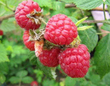 Raspberry Heritage - double...