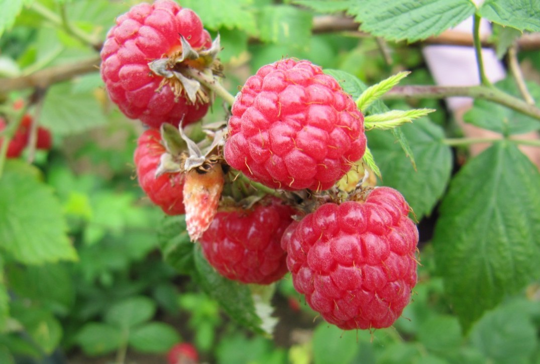 Raspberry Heritage - double cropping variety