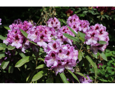 Rhododendron hybride Blue Peter - Rhododendron Blue Peter
