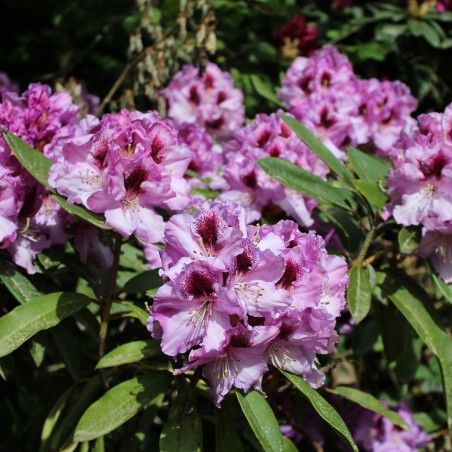 Rhododendron hybride Blue Peter - Rhododendron Blue Peter