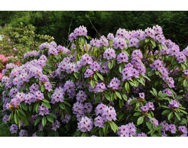 Rhododendron hybride Blue Peter - Rhododendron Blue Peter