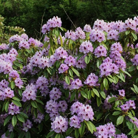 Rhododendron hybride Blue Peter - Rhododendron Blue Peter
