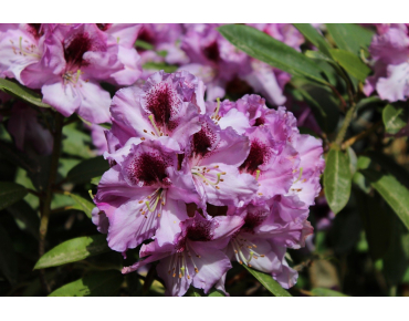 Rhododendron hybride Blue Peter - Rhododendron Blue Peter